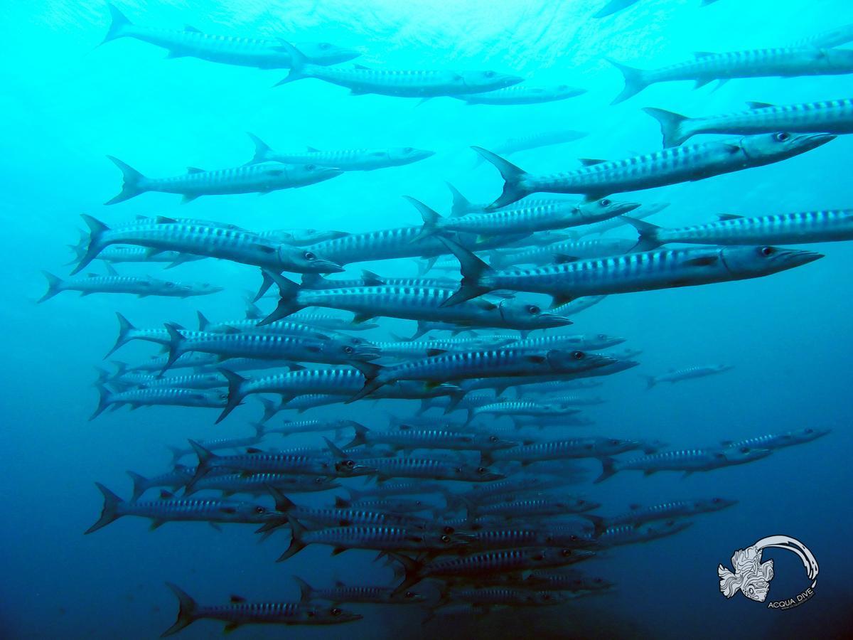 Bed and Breakfast Acqua Dive Zamboanguita  Exterior foto
